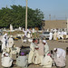 Small livestock market at near Dongola, northern Sudan