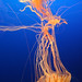 Jellyfish, Osaka Aquarium • <a style="font-size:0.8em;" href="https://www.flickr.com/photos/40181681@N02/4839119269/" target="_blank">View on Flickr</a>