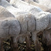 Sheeps rears