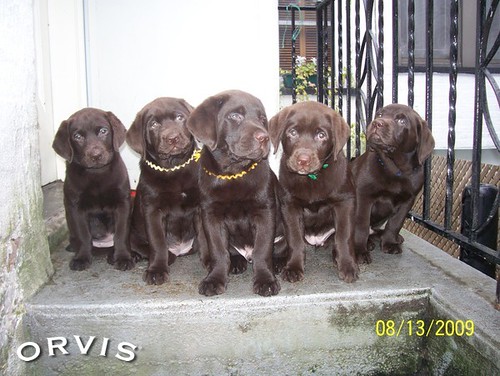Orvis Cover Dog Contest - The Nethermead Puppies of Brooklyn