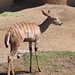 San Diego - Kudu