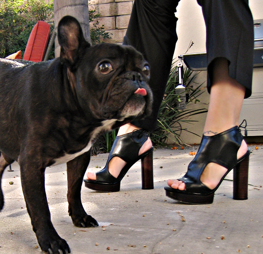french bulldog+shoes+photo