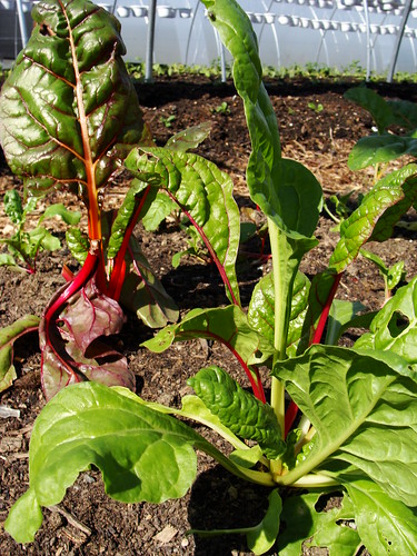 Red Russian Kale