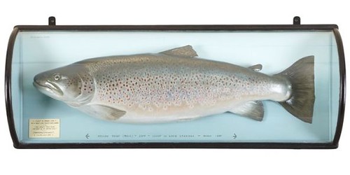 121 Year Old Trout