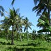 coconut_palm_trees-dsc02233