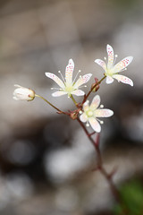 Common saxifrage