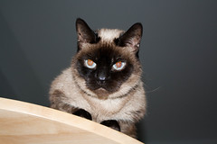Ada on the table