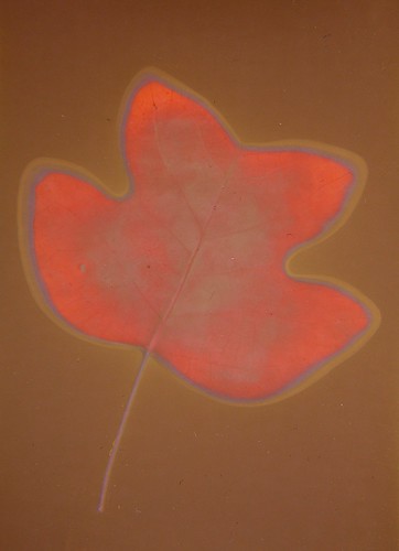 lumen print 695 tulip tree leaf 30july2010