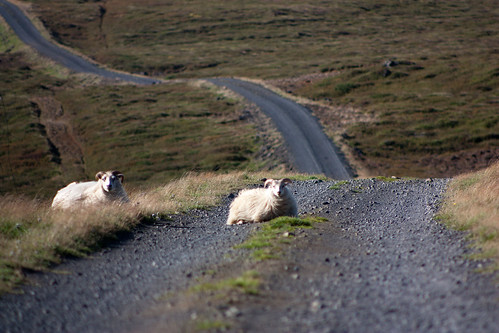 sheep in the road