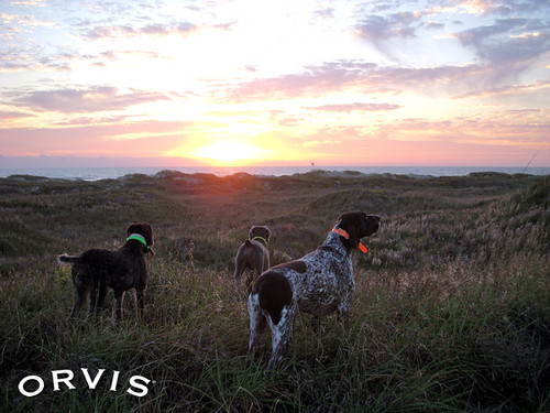 Orvis Cover Dog Contest - Gunner, Maverick and Ally
