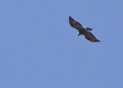 eagle overhead • <a style="font-size:0.8em;" href="http://www.flickr.com/photos/30765416@N06/5187248998/" target="_blank">View on Flickr</a>