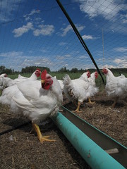 Chicken - First Nature Farm, Alberta