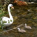 Swan and cygnets at Fairford