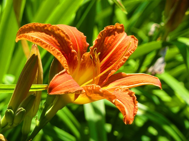 Photo: Day Lily 'Little Wine Cup'