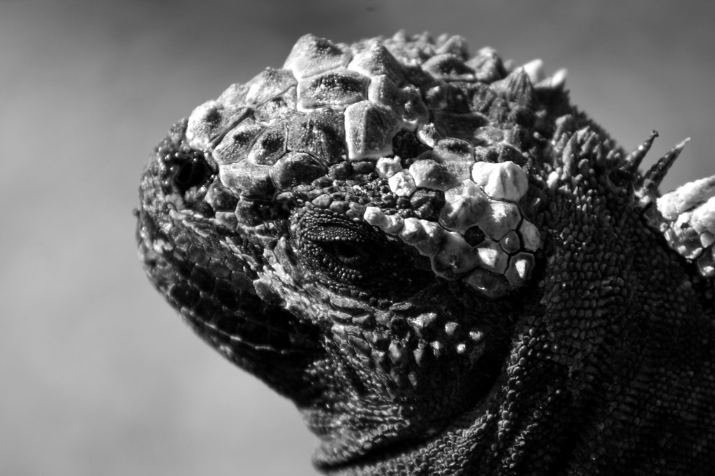 A Marine Iguana indigenous to the Galapagos islands and reminiscent of a prehistoric beast basks in the strong equatorial sun.