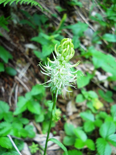 Spiked Rampion (Phyteuma spicatum) Alpine & Wildflowers