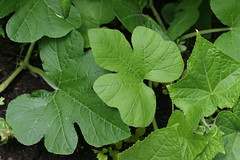 different leaves