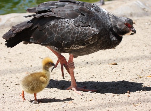 Baby Crested Screamer with Mom