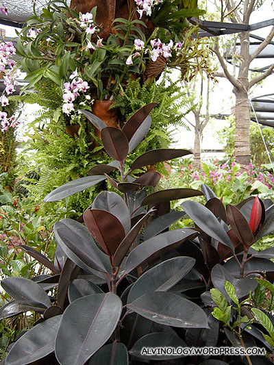 Some tropical plants in the sky garden