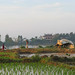 Rice fields near Hue