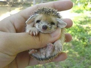 Photo of the day: Baby porcupine