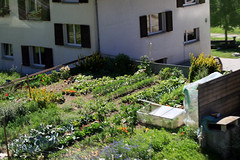 Swiss community gardens  152