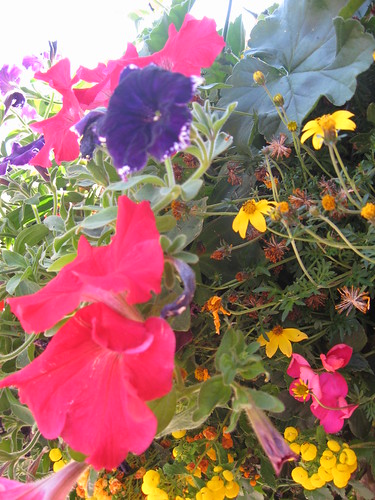 yellow, red and purple flowers