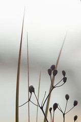 Project365-13