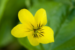 Smooth yellow violet