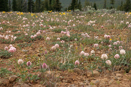 Field of Big head clover
