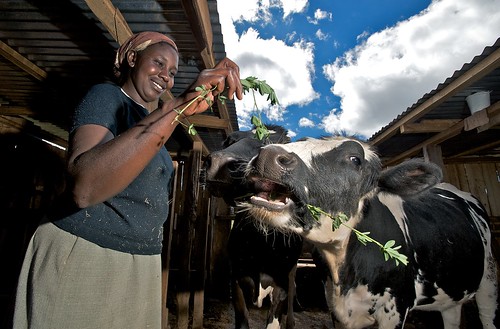 woman feeding cow