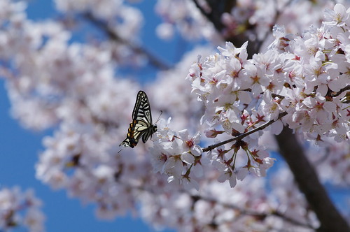 Papilio xuthus with cherry blossoms