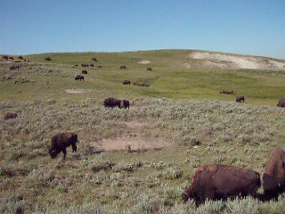 Noisy Yellowstone Bison