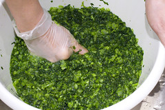 making salted small mustard greens 