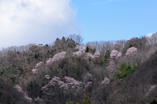 mountain cherry blossoms