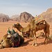 Relaxed camels in the desert