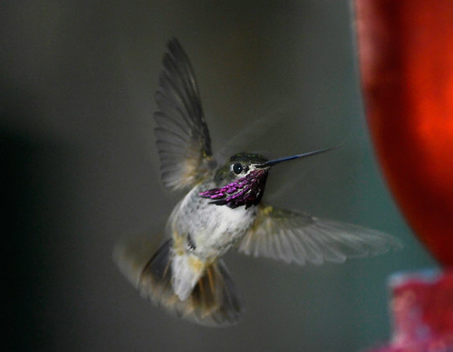 Hummingbird 4703