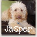 Jasper - Australian Labradoodle