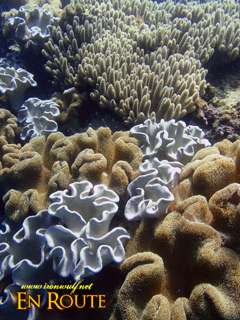Pamilacan Corals