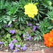 2261 Courtyard Flowers First Presbyterian Church Charlottesville, Virginia August 22, 2010