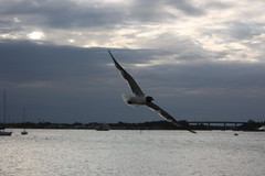 Seagull Over Ocean
