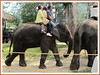 Elephas maximus (Asian Elephant)