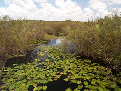 Florida - Everglades • <a style="font-size:0.8em;" href="https://www.flickr.com/photos/21727040@N00/4920134811/" target="_blank">View on Flickr</a>