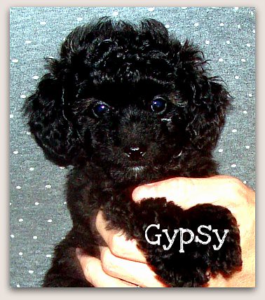 Gypsy - Mini Australian Labradoodle