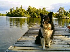 Dog sitting on a dock on a lake