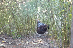 Chicken Run in Goldenrod <a style="margin-left:10px; font-size:0.8em;" href="http://www.flickr.com/photos/91915217@N00/4997194657/" target="_blank">@flickr</a>