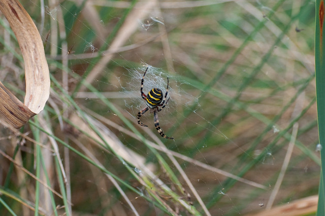 wasp spider | flickr – 相片分享!