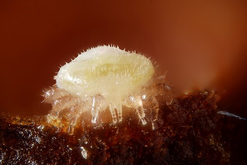 Varroa destructor (Adult male) by Gilles San Martin, on Flickr