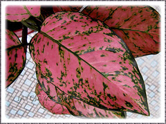 Aglaonema 'Valentine', a Thai hybrid with pink+green leaf variegation - Nov 27 2010