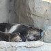 San Diego - Sleepy grizzlies